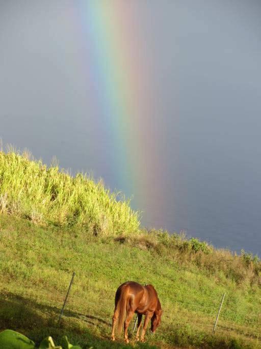 Waipio Studio Apartment Kukuihaele エクステリア 写真